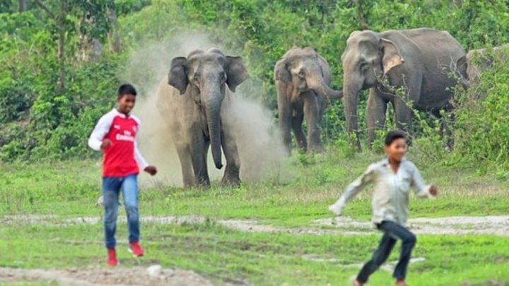 ہاتھیوں کو بھگانے کے لیے مشتعل ہجوم نے شور شرابہ کیا جس سے ہاتھی بدک گئے،فائل فوٹو