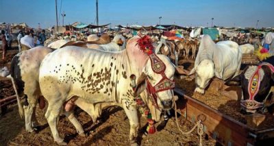 مویشی منڈیوں میں شہریوں اور بیوپاریوں کے درمیان بھاؤ تاؤ کا سلسلہ جاری ہے۔ فائل فوٹو