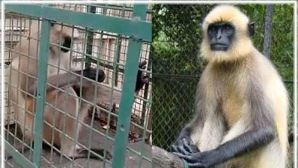 اس بندر پر 20 افراد پر حملہ کرنے کا الزام ہے، فائل فوٹو