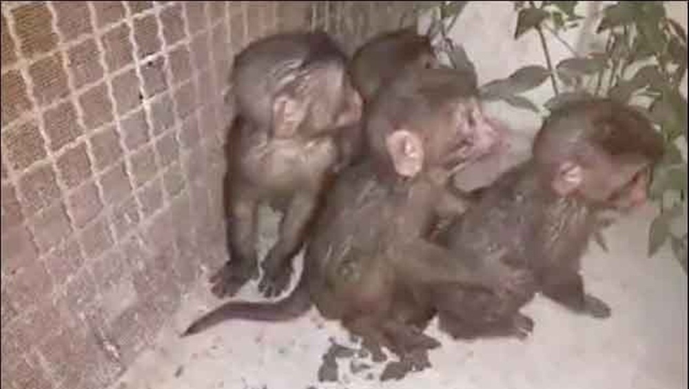 بندروں کو پیٹی میں بند کرکے عدالت میں پیشی کے لیے لایا گیا تھا، فائل فوٹو