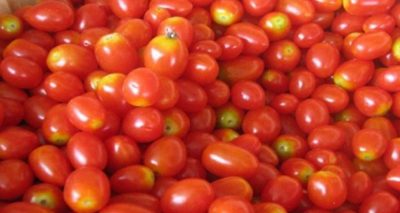 بھارت میں بارشوں کی وجہ سے ٹماٹر کی فصل متاثر ہوئی ہے، فائل فوٹو