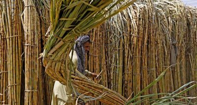 پنجاب میں چاول اور گندم کی پیداوار سندھ سے زیادہ ہے۔فائل فوٹو