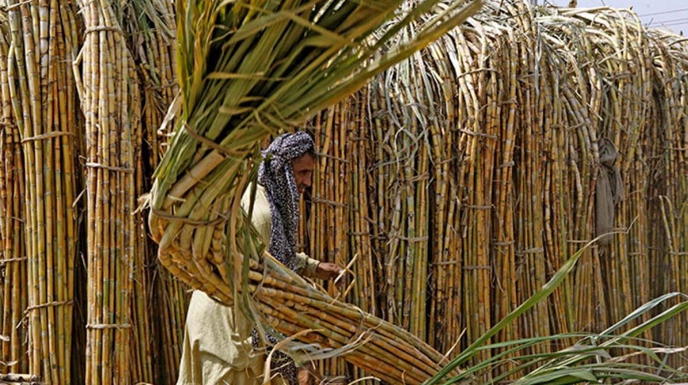 پنجاب میں چاول اور گندم کی پیداوار سندھ سے زیادہ ہے۔فائل فوٹو
