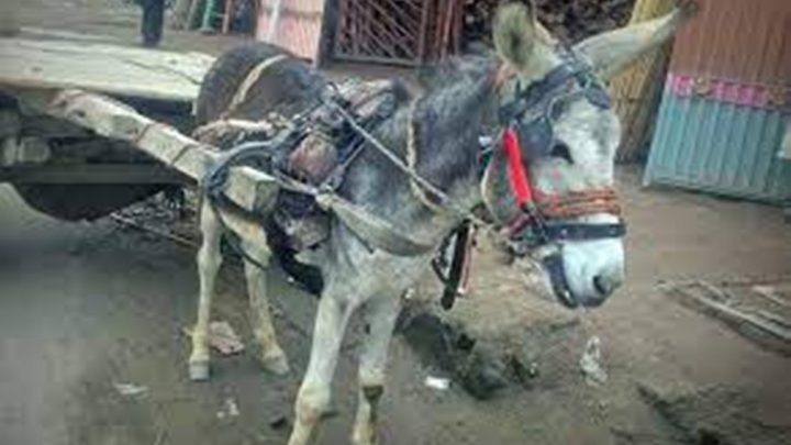 تیل و گیس مہنگی ہونے سے گدھوں کی قدر بڑھ گئی