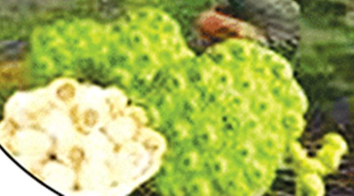 زچگی کے بعد کی کمزوری- مردانہ بانجھ پن اور زائد وزن سے نجات کیلیے انتہائی کارگر ہے، فائل فوٹو