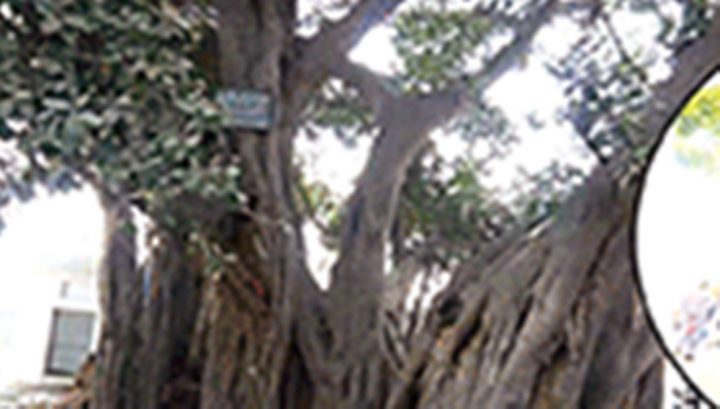 15 فٹ لمبی شاخ کاٹے جانے پر میئر پشاور نے نوٹس لے لیا، فائل فوٹو