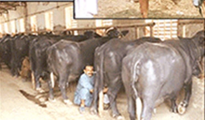  بیوپاریوں نے اسلحہ لائسنس کا مطالبہ کر دیا، فائل فوٹو