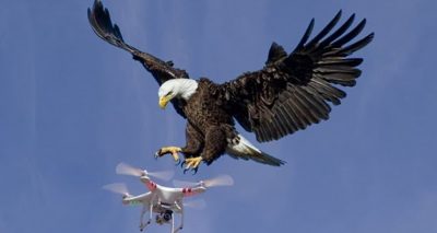  عقابوں کو استعمال کرنے کا پہلا آئیڈیا 2016ء میں پیش کیا گیا تھا، فائل فوٹو