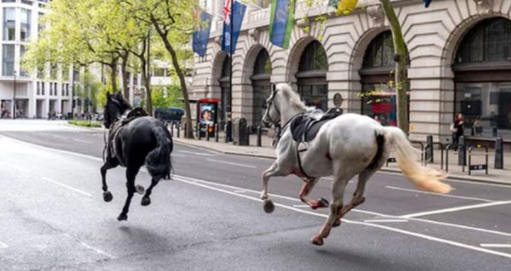 5 فوجی گھوڑے اچانک بدک گئے ، انہوں نے دوڑ لگا دی ، فائل فوٹو