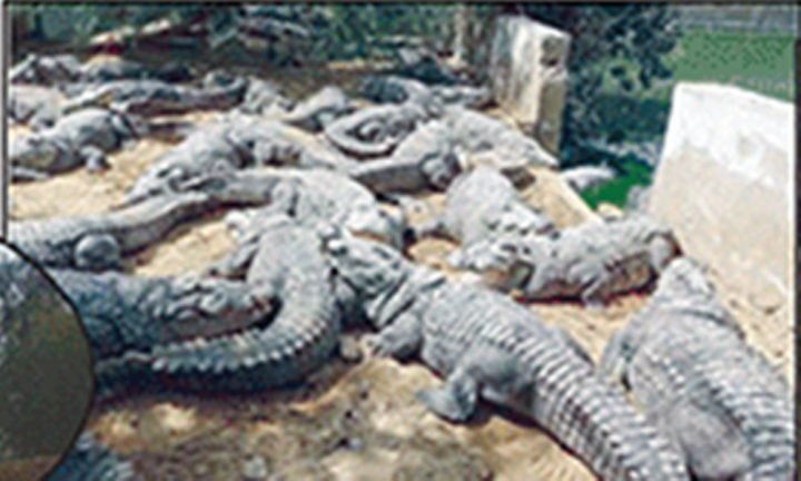  پانی چور سرگرم ہونے سے گرم چشمے بھی سوکھ چکے، فائل فوٹو