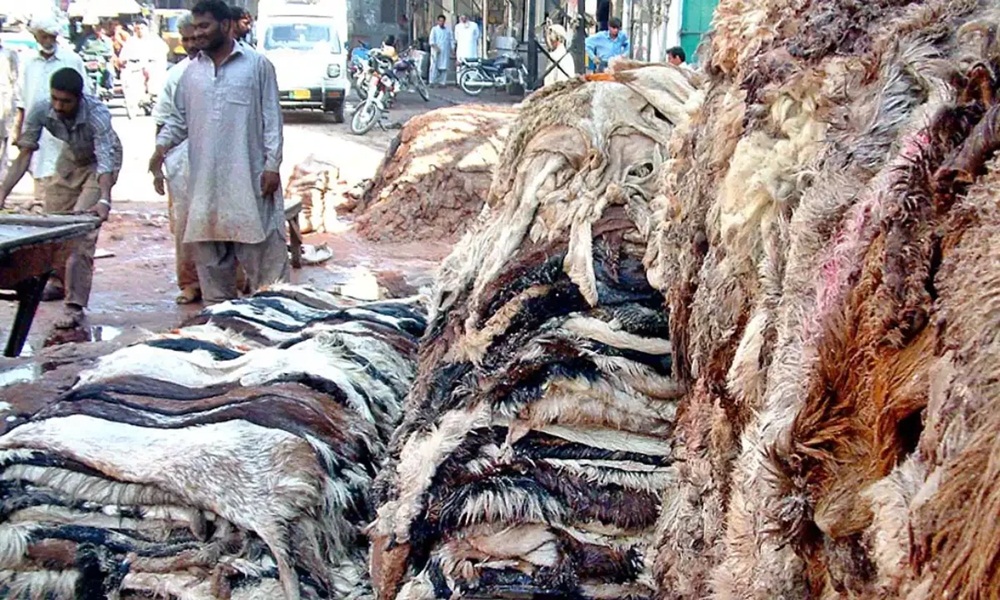 بکرے کی کھال کی قیمت 425 سے 450 روپے مقرر کی گئی ہے، فائل فوٹو