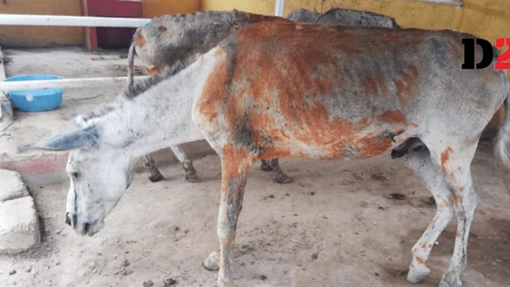  بیمار اور لاغر جانوروں کے گوشت کی روک تھام کیلئے آپریشن کی تیاری ہے، فائل فوٹو