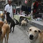 ٹائون اور یوسیز کو آوارہ کتے مارنے کی اجازت نہیں- تعداد روز بروز بڑھ رہی ہے، فائل فوٹو