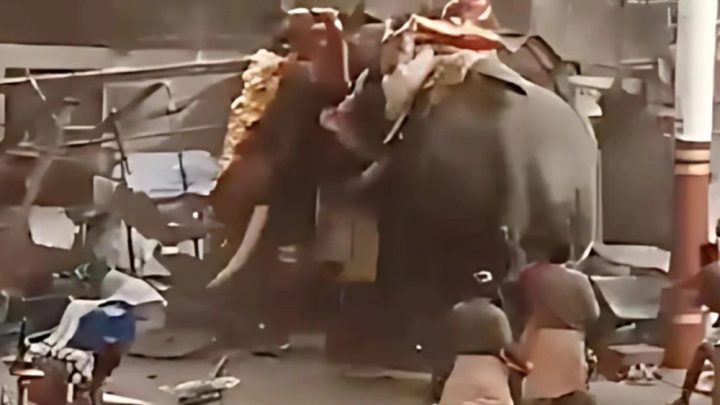 ہاتھیوں کو بھی پوجا پاٹ میں حصہ لینے کے لیے لایا گیا تھا،فوٹو اسکرین شارٹ