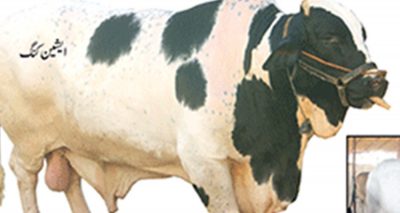  ناردرن بائی پاس مویشی منڈی میں جانوروں کیلئے 20 بلاکس- تمام سہولیات موجود ہیں، فائل فوٹو