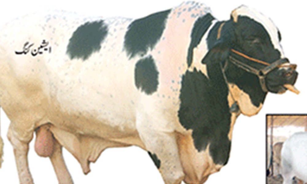  ناردرن بائی پاس مویشی منڈی میں جانوروں کیلئے 20 بلاکس- تمام سہولیات موجود ہیں، فائل فوٹو