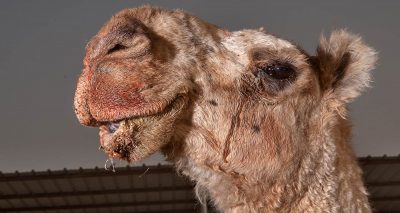 مارکیٹ میں دستیاب اینٹی وینم ویکسین سے کئی گنا سستا پڑے گا ، فائل فوٹو