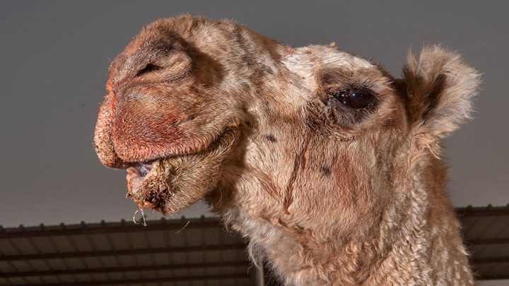 مارکیٹ میں دستیاب اینٹی وینم ویکسین سے کئی گنا سستا پڑے گا ، فائل فوٹو