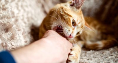 بیشتر کی عمر 13 سے 19 برس کے درمیان ہے- بروقت ویکسی نیشن نہ ہونے سے ریبیز کا خطرہ ہوسکتا ہے، فائل فوٹو