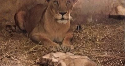 فوٹو سوشل میڈیا