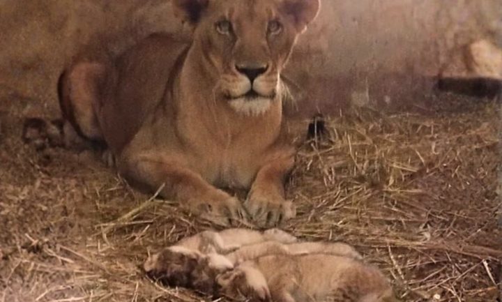 فوٹو سوشل میڈیا