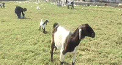  گڑھی خدا بخش میں سابق وزرائے اعظم کے مزارات کے نزدیک واقع انٹرنیشنل کرکٹ اسٹیڈیم  کی زبوں حالی کی تصویر