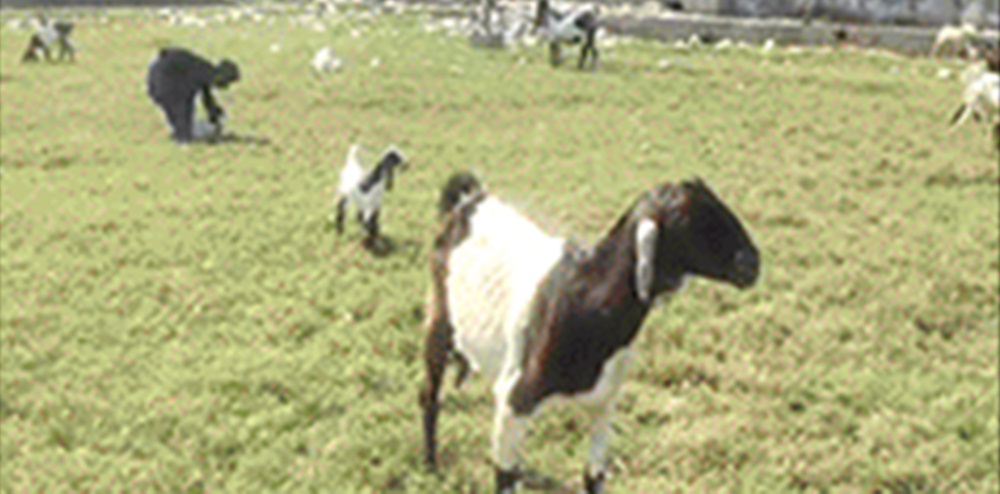  گڑھی خدا بخش میں سابق وزرائے اعظم کے مزارات کے نزدیک واقع انٹرنیشنل کرکٹ اسٹیڈیم  کی زبوں حالی کی تصویر