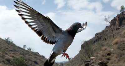 فوٹو سوشل میڈیا