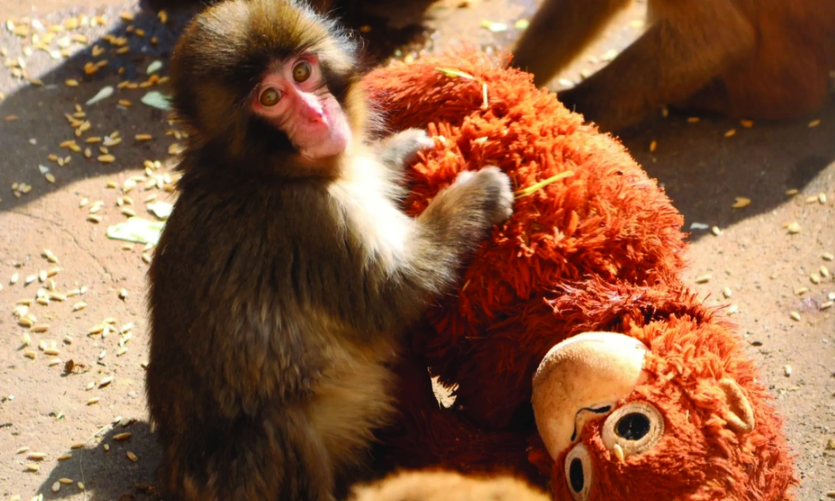 کھلونے کو اپنی ماں سمجھ کر گلے لگانے والے ننھے بندر کی کہانی کیا ہے؟