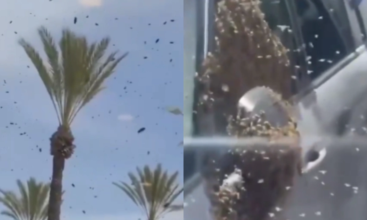 شہد کی مکھیوں نے اسرائیل پردھاوا بول دیا