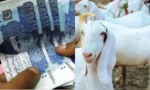 بیٹی کے جہیز کے لیے بکرے بیچنے والے شہری کو جعلی کرنسی دینے والے گرفتار