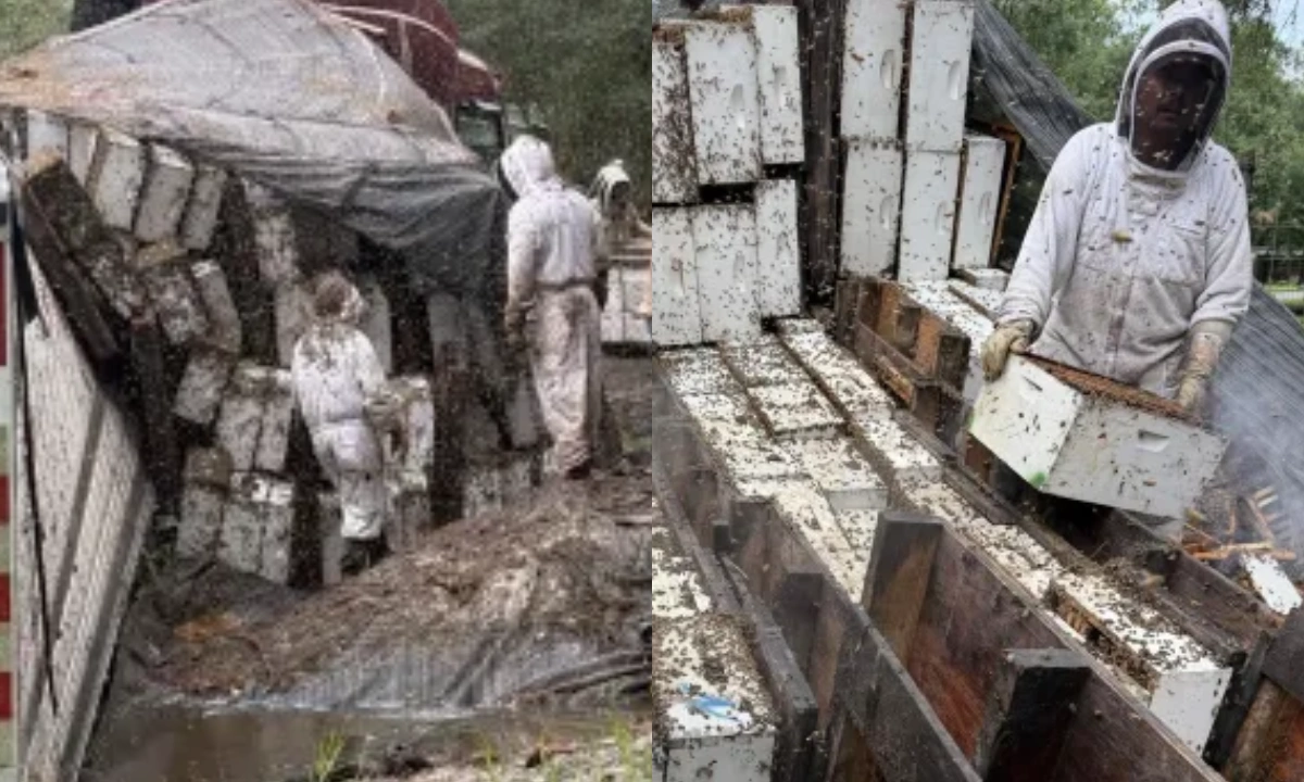 ٹرک الٹنے سے 20 لاکھ شہد کی مکھیوں کو آزادی مل گئی