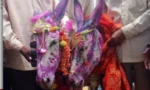بارش کے لیے گدھوں کی شادی،ویڈیو وائرل