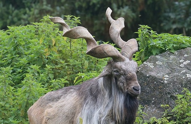 مارخور