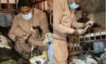 گھوٹکی میں بچھڑے کی ٹانگ کاٹنے کا الزام،ملزم گرفتار