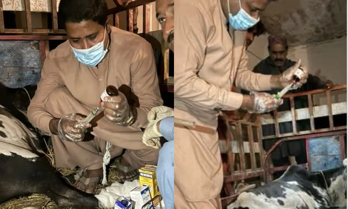 گھوٹکی میں بچھڑے کی ٹانگ کاٹنے کا الزام،ملزم گرفتار
