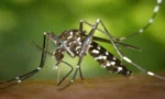 خیبرپختونخوا میں ڈینگی کے مزید 142 کیسز سامنے آگئے