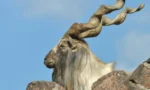 خیبرپختونخوا میں مارخور کے شکار کے پرمٹس کی نیلامی،34 کروڑ روپے سے زائد آمدن