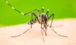 خیبرپختونخوا میں ڈینگی کیسز بڑھ گئے،کوہاٹ ہائی رسک قرار