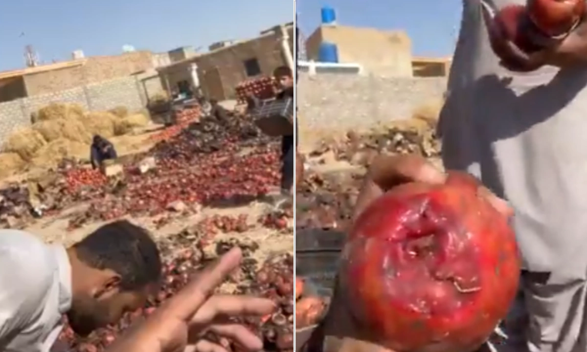 پاکستان سے تجارت بند افغانستان میں انار گل سڑ کر تباہ