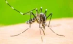 خیبر پختونخوا کے دو اضلاع ڈینگی کے ہائی رسک زون قرار، کوہاٹ میں 975 کیسز رپورٹ
